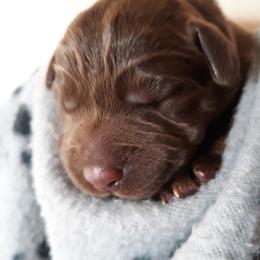 Labrador Retriever Puppies from Aldrich Mountain Labradors