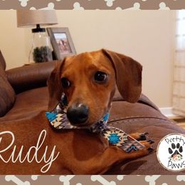 Rudy - Dachshund