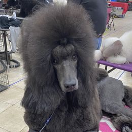 Sparrow  - Poodle