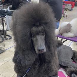 Sparrow  - Poodle