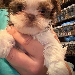 Skittles - Liver and white female Shorkie puppy in Idaho from Little Rascal Ranch