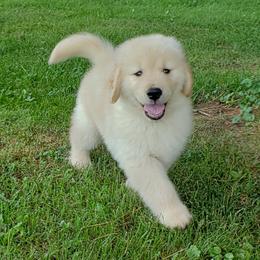 Golden Retriever Puppies from Bryeridge Goldens