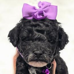 Peppermint Patty - Black and white female Bernedoodle puppy in Vernon, Texas from Sugarland's Texas Goldendoodles