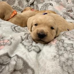 Sunridge Litter - Light golden female Golden Retriever puppy in Crawfordsville, Indiana from Sunridge Goldens