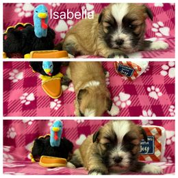 Isabella - Golden female Lhasa Apso puppy in Cincinnati, Ohio from Shangri-La Lhasa Apsos