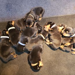Rottweiler Puppies from DKs Rottweilers