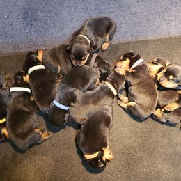 Rottweiler Puppies from DKs Rottweilers
