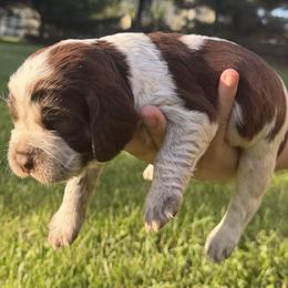 Pietro - Liver white and roan male English Springer Spaniel puppy in Stephens City, Virginia from Legendary Springers