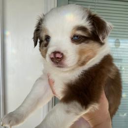 Valor - Red merle male Miniature Australian Shepherd puppy in Marysville, Washington from Garay Mini Aussies