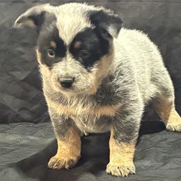 L63-05 - Blue female Australian Cattle Dog puppy in Sheridan, Oregon from 6pk Cattledogs