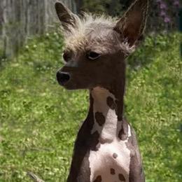 Smooch - Slate male Chinese Crested puppy in Henderson, Kentucky from Western Kentucky Chihuahua’s and Chinese Crested’s