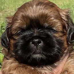 Shih Tzus from Suncoast Shih Tzus