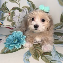 Bubbles - Cream female Maltipoo puppy in West Jordan, Utah from Mid Sized Maltipoos and More LLC
