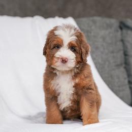 Roper - Red male Bernedoodle puppy in Dundee, Ohio from Down Home Doodle