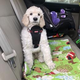 Poodle Puppies from D and D Standard Poodles