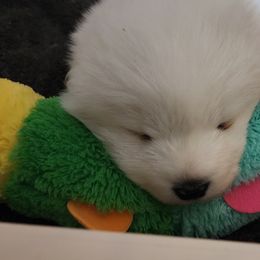 Samoyed Puppies from Limelight Samoyeds