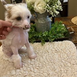 Lyra - Pink and slate female Chinese Crested puppy in Blue Earth, Minnesota from Ciao Bella Chinese Cresteds