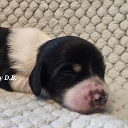 Pixie 1875 - Piebald female Dachshund puppy in Ben Wheeler, Texas from Anytime Dachshunds by D.B.