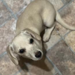 Zelda - Dachshund