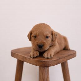 Green Color Boy - Dark golden male Golden Retriever puppy in Loma Rica, California from BloomingPuppies