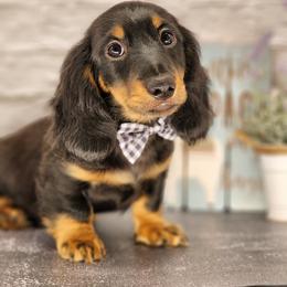 Dachshund Puppies from Madra's Dashing Doxies