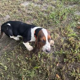 Basset Hound All Grown Up from Donald Swafford