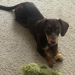 Riley - Dachshund