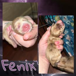 Fenix - Dapple male Dachshund puppy in Brazil, Indiana from King Duke Dachshunds