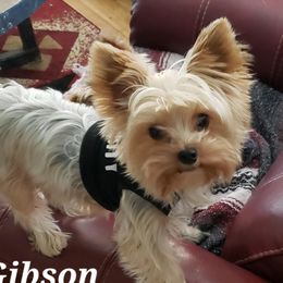 Gibson - Yorkshire Terrier