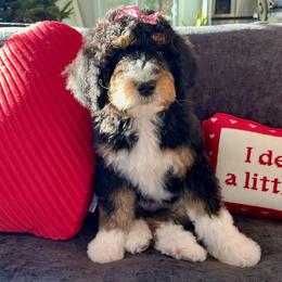 Cinnamon - Tri-color female Bernedoodle puppy in Harpers Ferry, West Virginia from Oso Perfect Poodles and Doodles