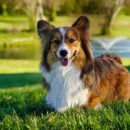 Lainey - Pembroke Welsh Corgi