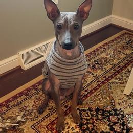 American Hairless Terrier puppies from Itty Bitty Boston & Chi Co, Veteran Owned
