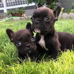 French Bulldog Puppies from Shell Creek Kennels