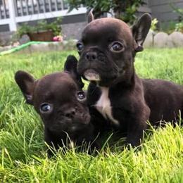 French Bulldog Puppies from Shell Creek Kennels