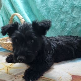 Brock - Black brindle male Scottish Terrier puppy in Pineview, Georgia from Carsten's Scottish Terriers
