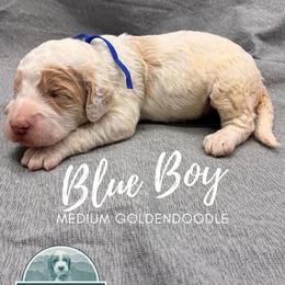 Blue Boy - Parti male Goldendoodle puppy in Travelers Rest, South Carolina from Bailey Mountain Doodles