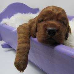 Girl 1 - Mahogany female Irish Setter puppy in Carriere, Mississippi from Lakeside Irish Setters