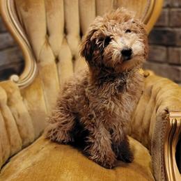 Cockapoos and Goldendoodles from Diamond in the Ruff Doodles