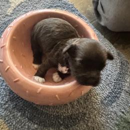 Goal - Chocolate male Havanese puppy in Arizona from HavaDoggie