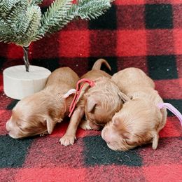 Goldendoodle and Poodle Puppies from Desert Born Kennel