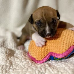 American Staffordshire Terrier Puppies from Tradewind American Staffordshire Terriers