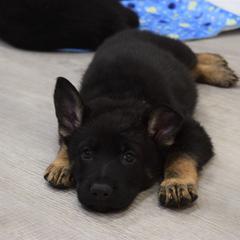 German Shepherd Puppies from BK German Shepherds