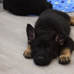 German Shepherd Puppies from BK German Shepherds