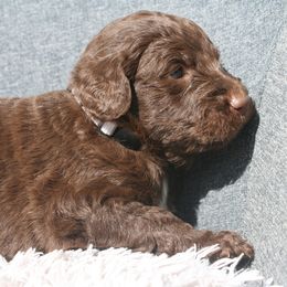 Aussiedoodle Puppies from Stephanie Taylor