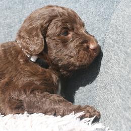 Aussiedoodle Puppies from Stephanie Taylor