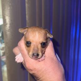 Pup D - White and tan female Toy Fox Terrier puppy in Clermont, Florida from Debbie Hiles's Toy Fox Terriers