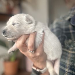 Green Female - White female Berger Blanc Suisse puppy in Brooksville, Florida from Vom Hundhaus Shepherds