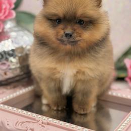 Fluttershy - Red sable female Pomeranian puppy in Gilroy, California from Belt Fed Kennels