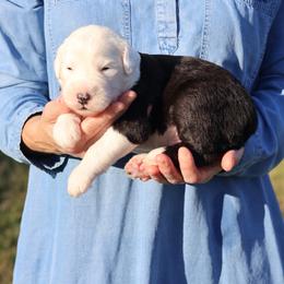 Briar - Gray and white male Old English Sheepdog puppy in Cleveland, Tennessee from Narrow Path Old English & Sheepadoodles