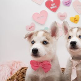 Golden Retriever, Miniature American Shepherd, and Siberian Husky Puppies from HuskiesAndGoldensWithFinesse